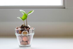 Money tree