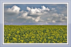 Mustard field