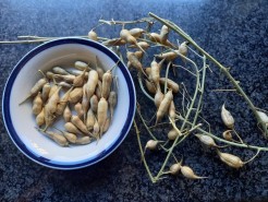 Seeds image